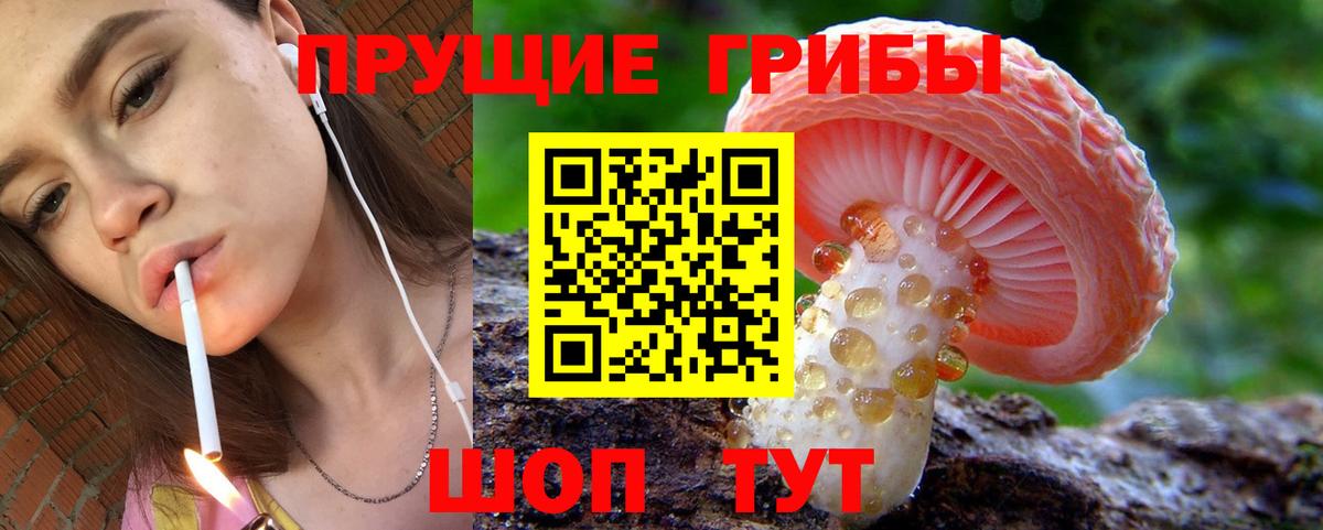 Псилоцибиновые грибы мицелий  Георгиевск  Псилоцибиновые грибы Psilocybe 